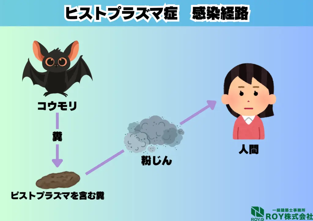 コウモリ 感染症 ヒストプラズマ 感染経路