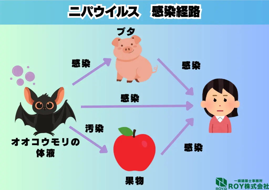 コウモリ 感染症 ニパウイルス 感染経路