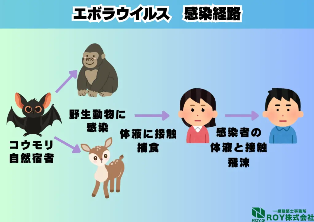 コウモリ 感染症 エボラウイルス 感染経路