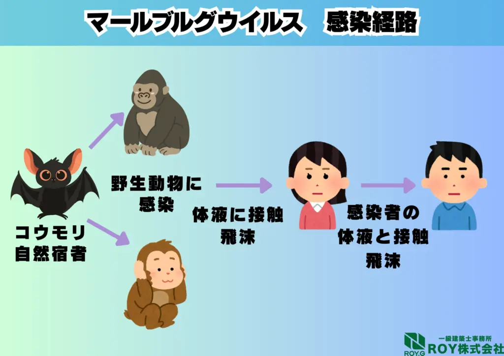 コウモリ 感染症 マールブルグウイルス 感染経路
