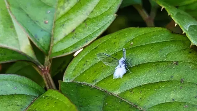 雪虫との上手な付き合い方