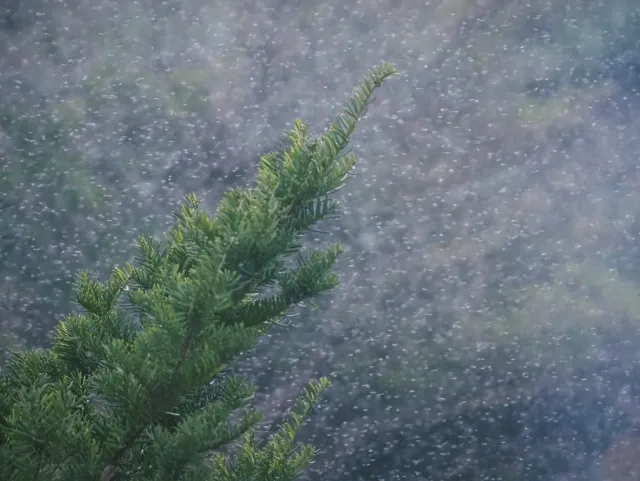 なぜ大量発生する？その原因