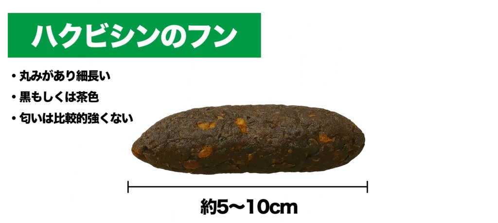 ハクビシンのフンの特徴と見分け方