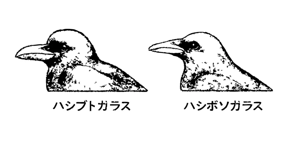 カラスの生態と被害の特徴