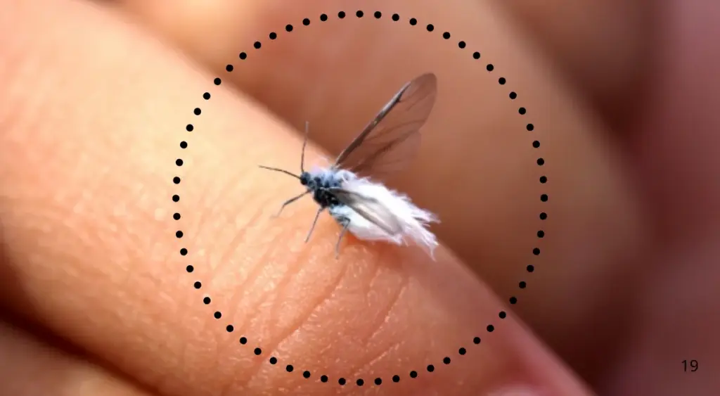 雪虫とは？知っておきたい基本情報