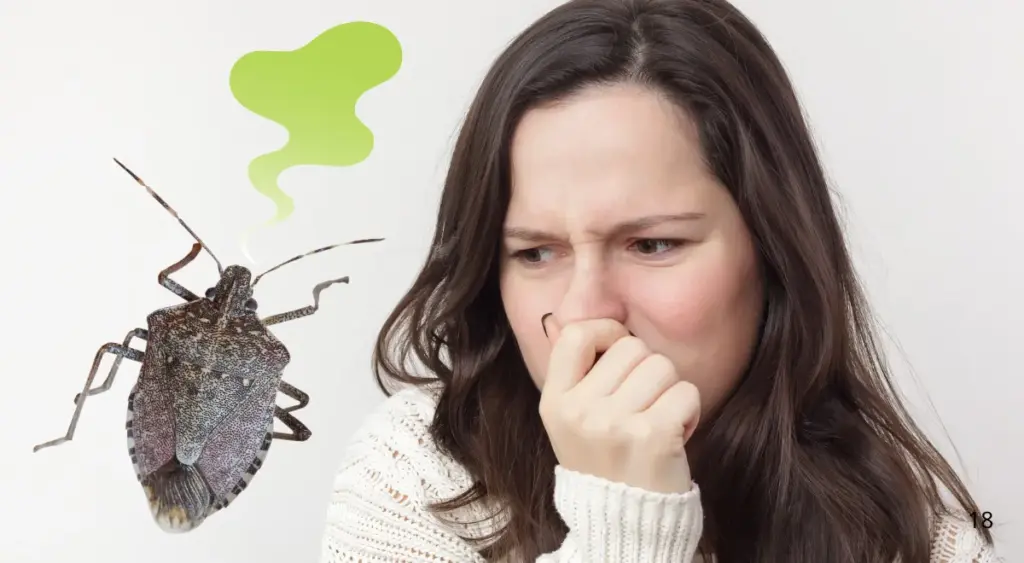 なぜあんなに臭いの？カメムシの防御メカニズム