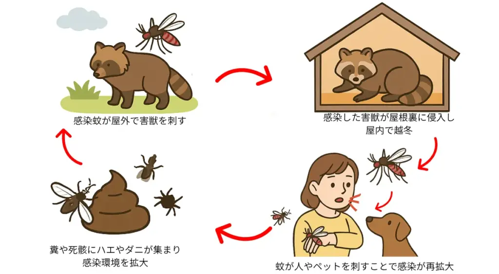 人的被害へとつながる感染サイクルの実態