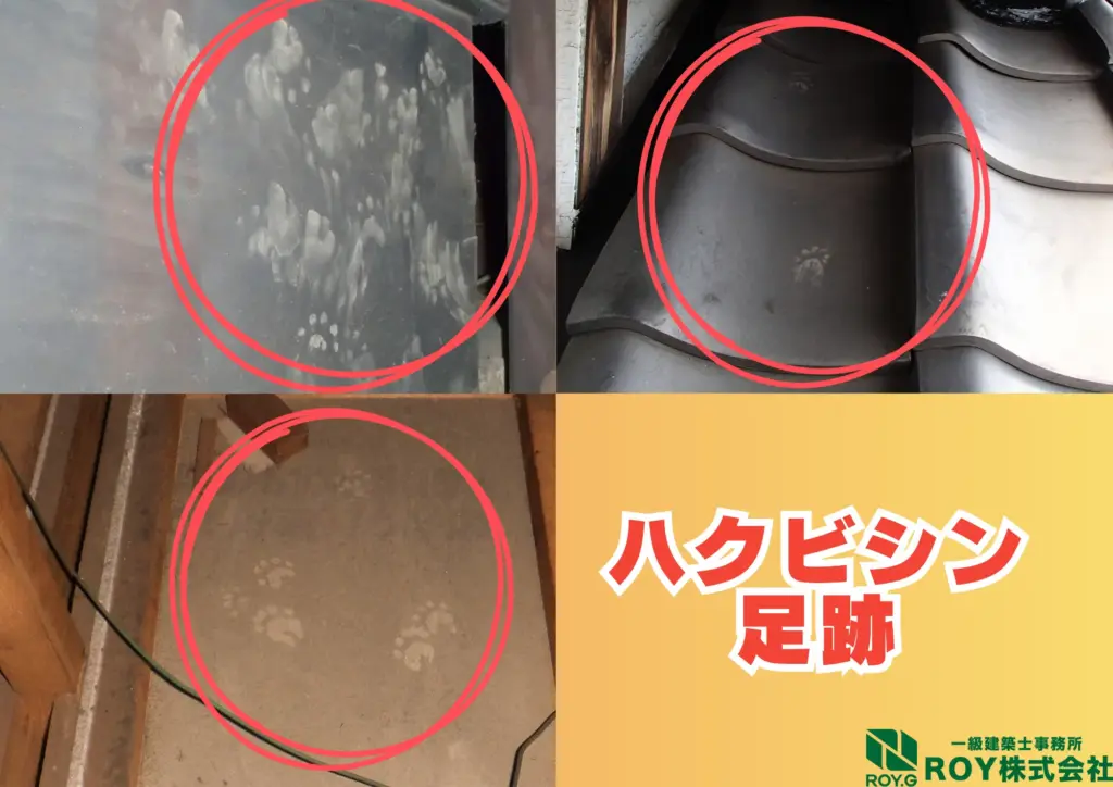 ハクビシン 感染症 足跡