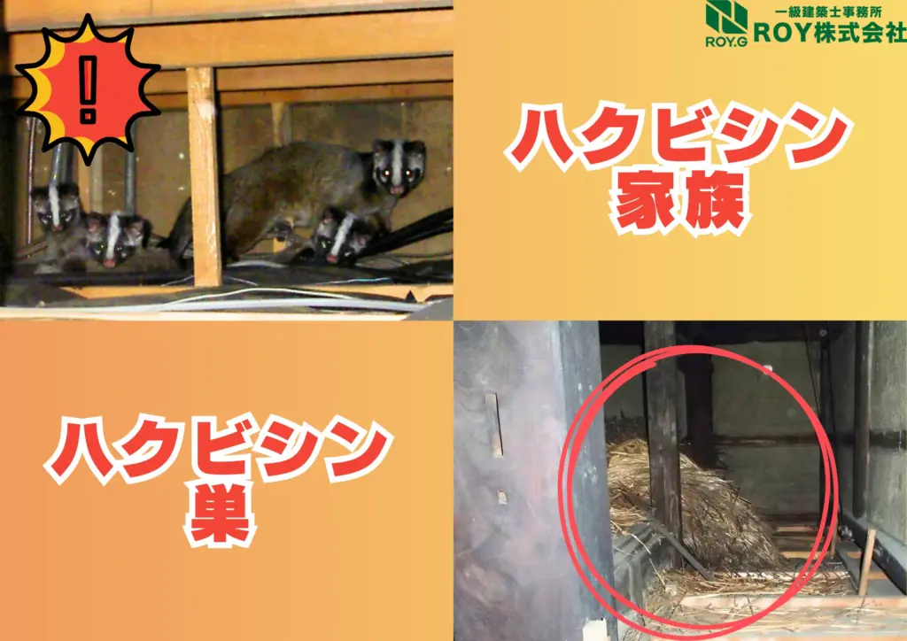 ハクビシン 感染症 画像 巣