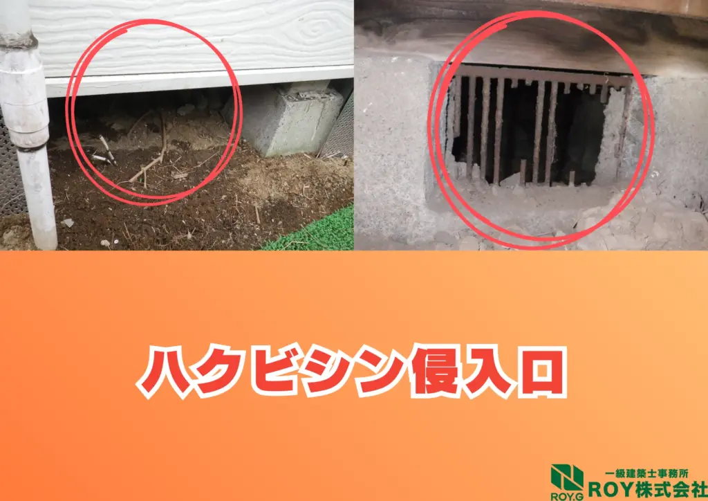 ハクビシン 感染症 侵入口