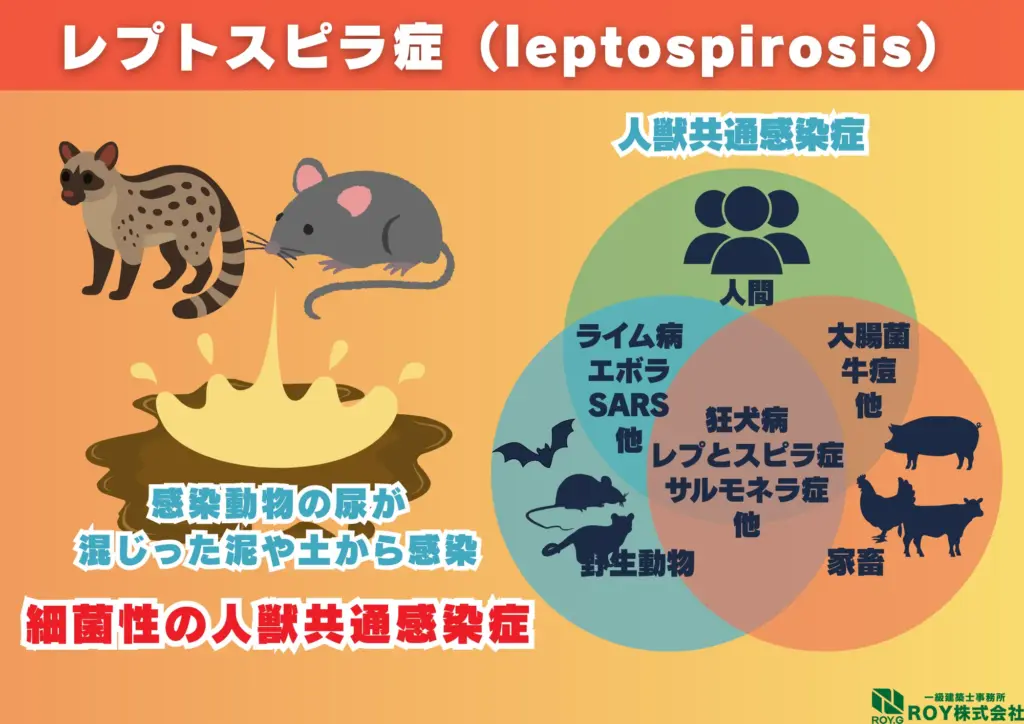 ハクビシン 感染症 レプトスピラ症