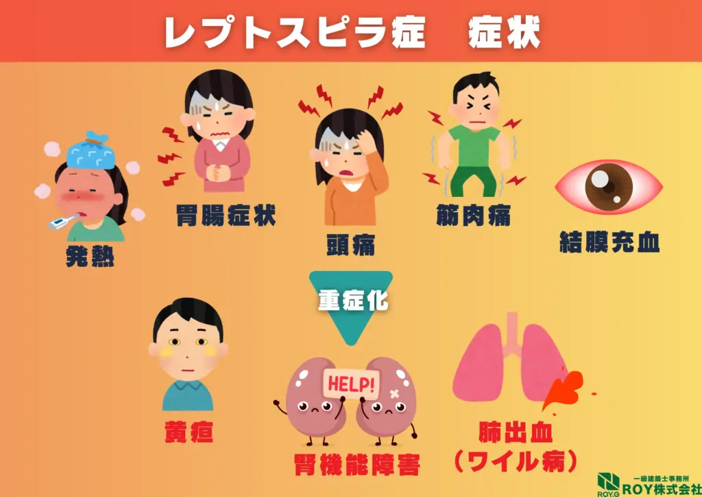ハクビシン 感染症 レプトスピラ症 症状