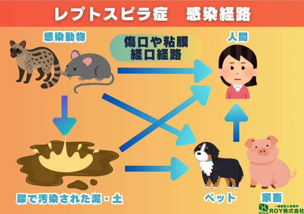 ハクビシン 感染症 レプトスピラ症 感染経路