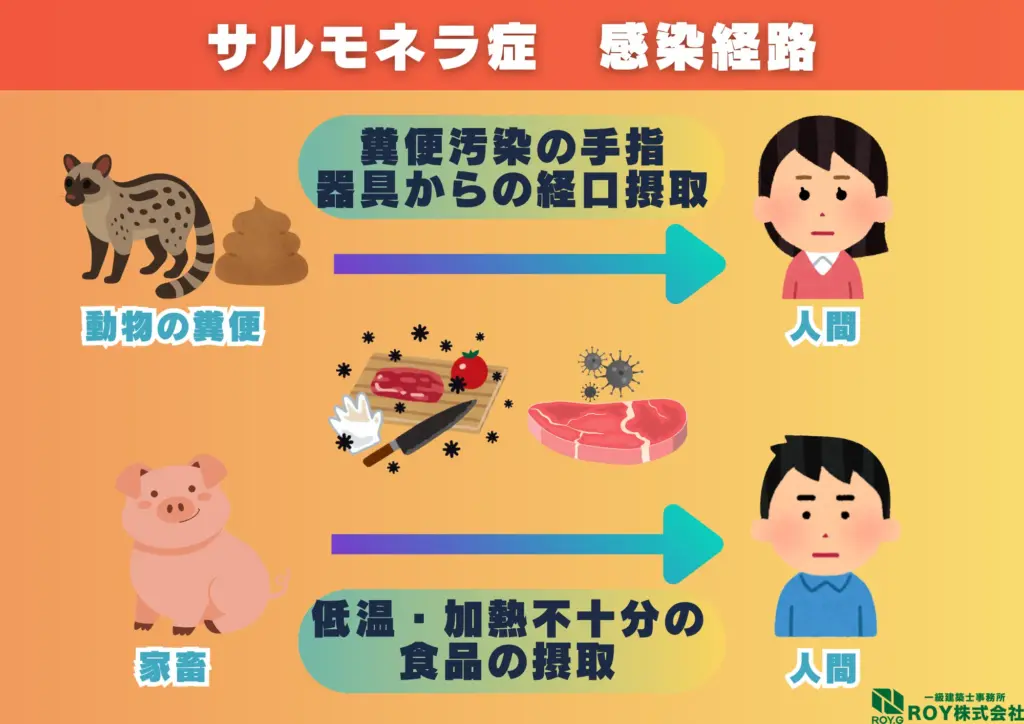 ハクビシン 感染症 サルモネラ症 感染経路