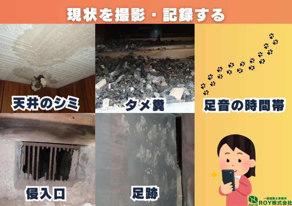 ハクビシン 感染症 対策