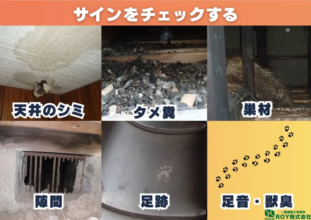 ハクビシン 感染症 対策