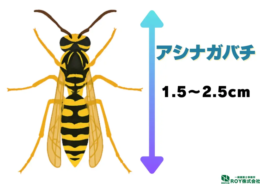 蜂　ハチ　自分でできる対策方法 ハチ　見分け方　アシナガバチ　特徴