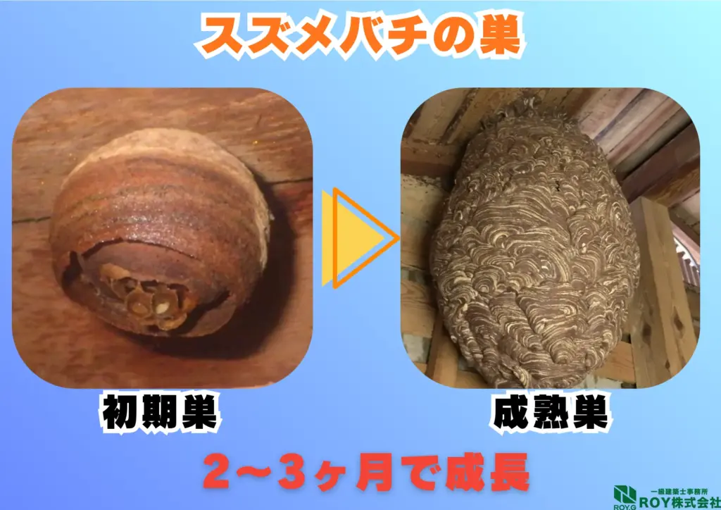 蜂　ハチ　自分でできる対策方法 スズメバチ　巣　画像