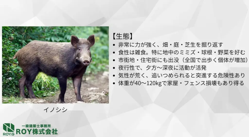 イノシシの生態・足跡の特徴