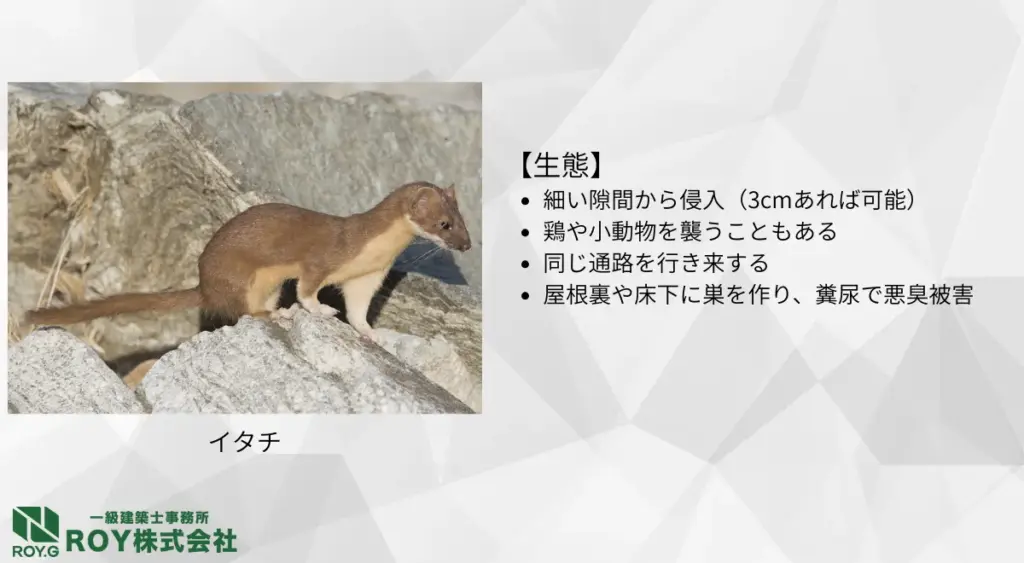 イタチの生態・足跡の特徴