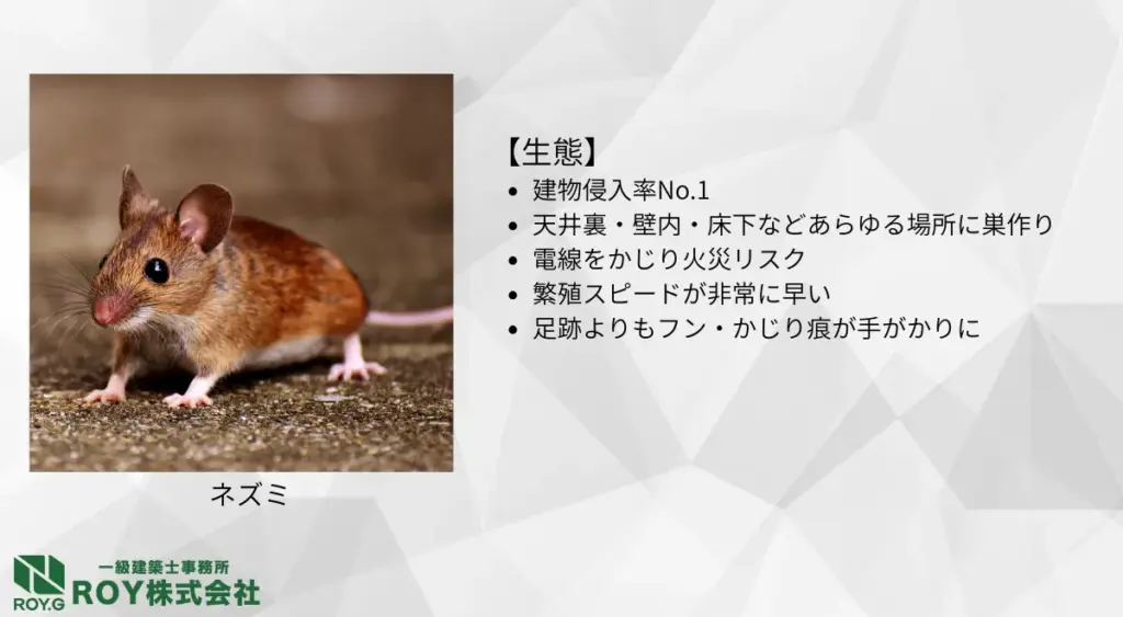 ネズミの生態・足跡の特徴