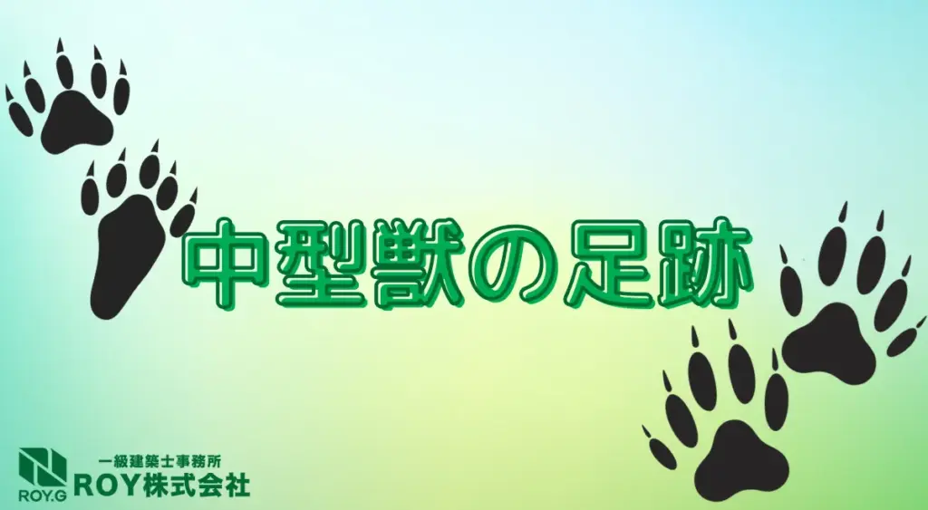 中型獣の足跡の特徴