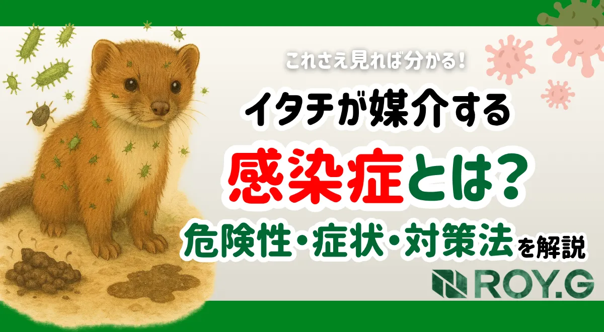 イタチ　感染症　サムネイル