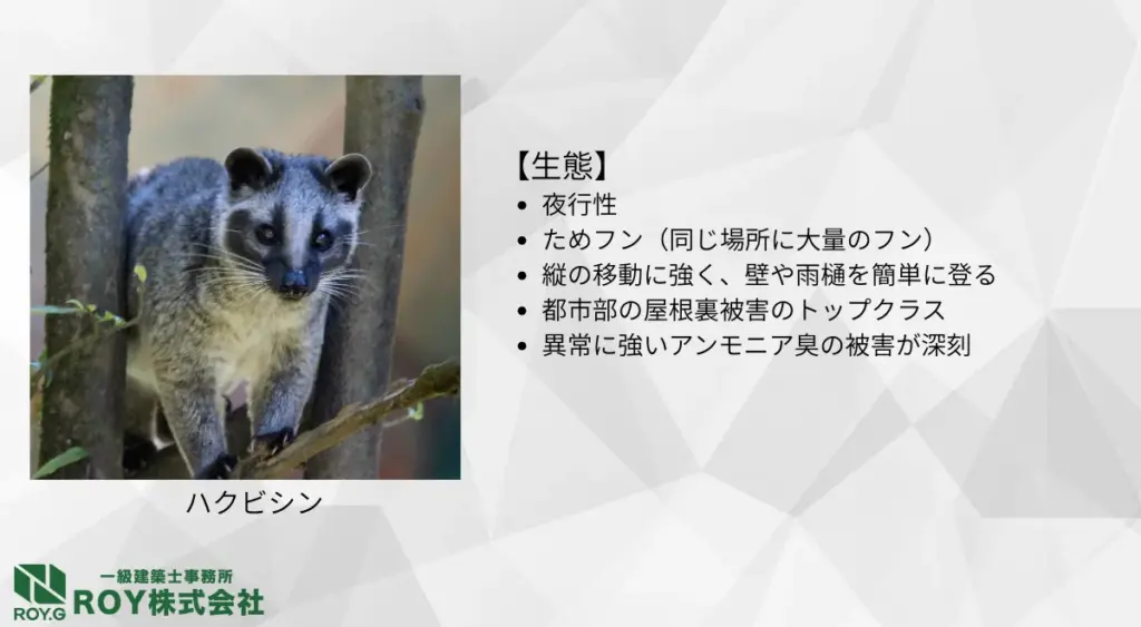 ハクビシンの生態・足跡の特徴