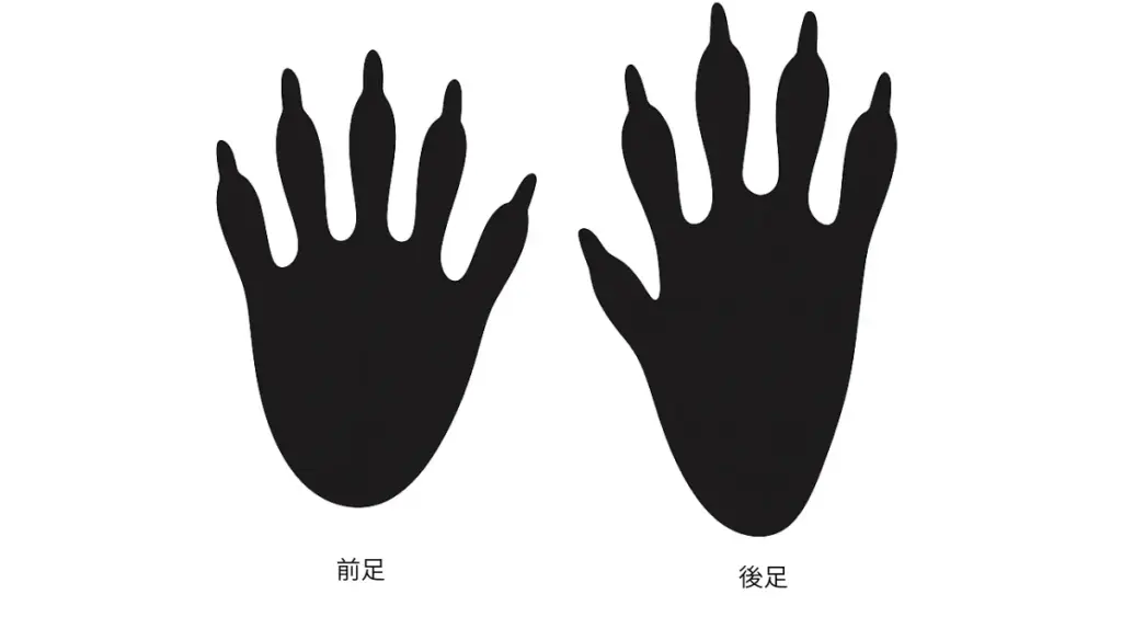 アライグマの足跡