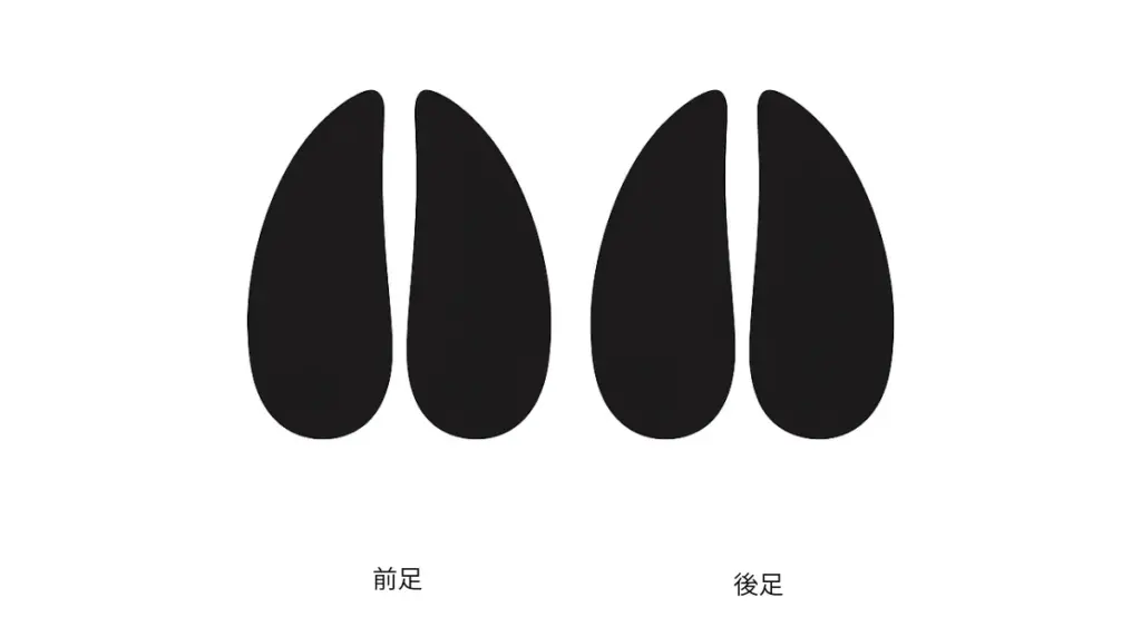 イノシシの足跡