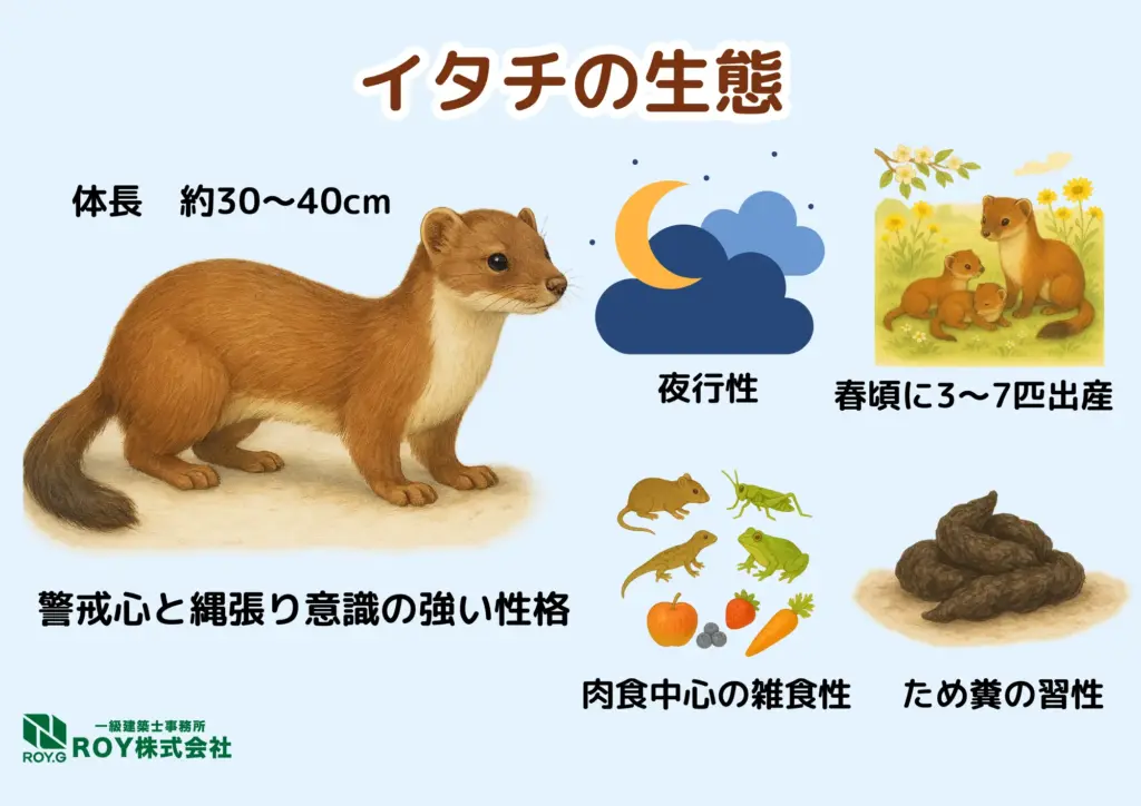 イタチ 感染症 生態