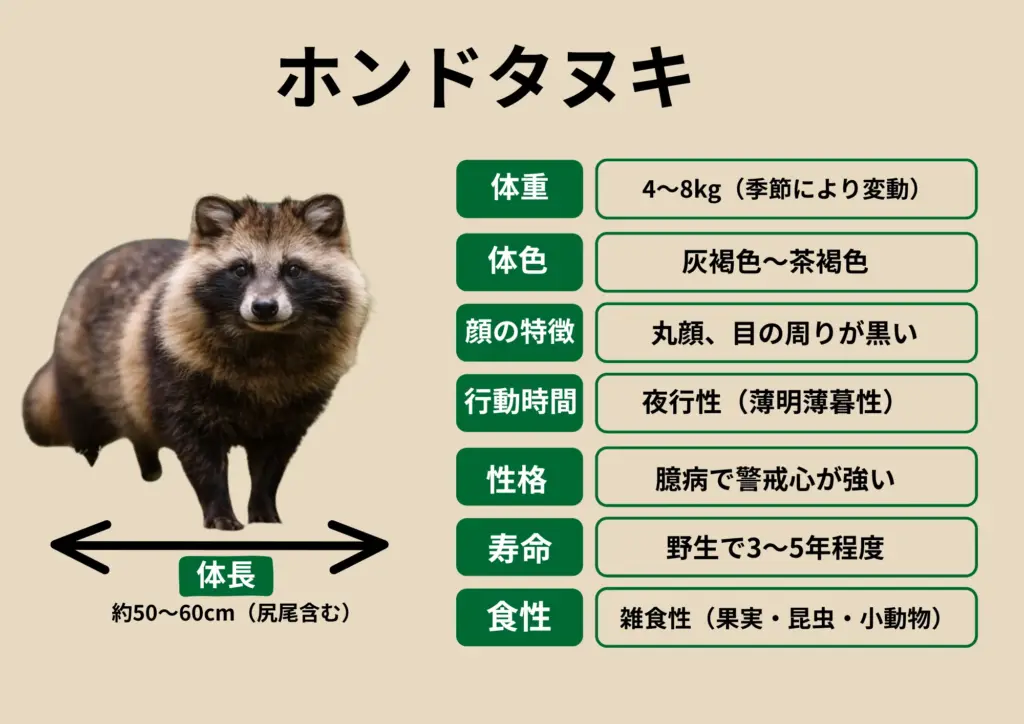 専門家が解説】タヌキってどんな動物？生態や住宅街に現れる理由を解説 