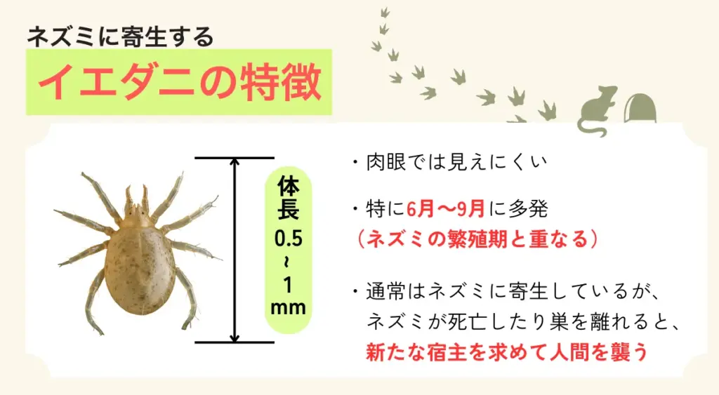 ネズミに寄生する家ダニの特徴