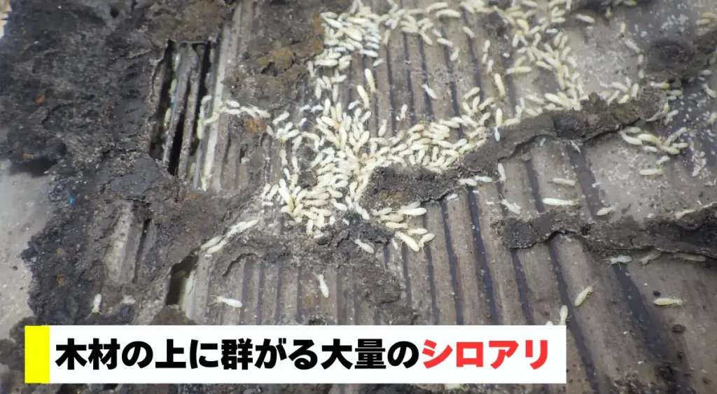 木材の上に群がる大量のシロアリ