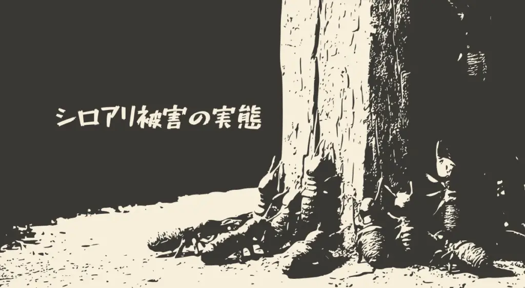 シロアリ被害の実態