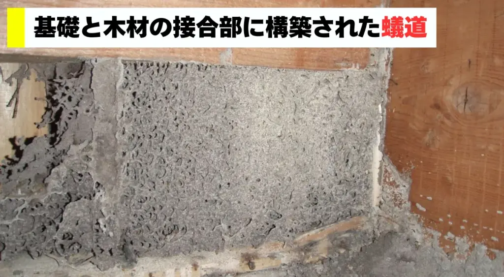 基礎と木材の接合部に構築された蟻道