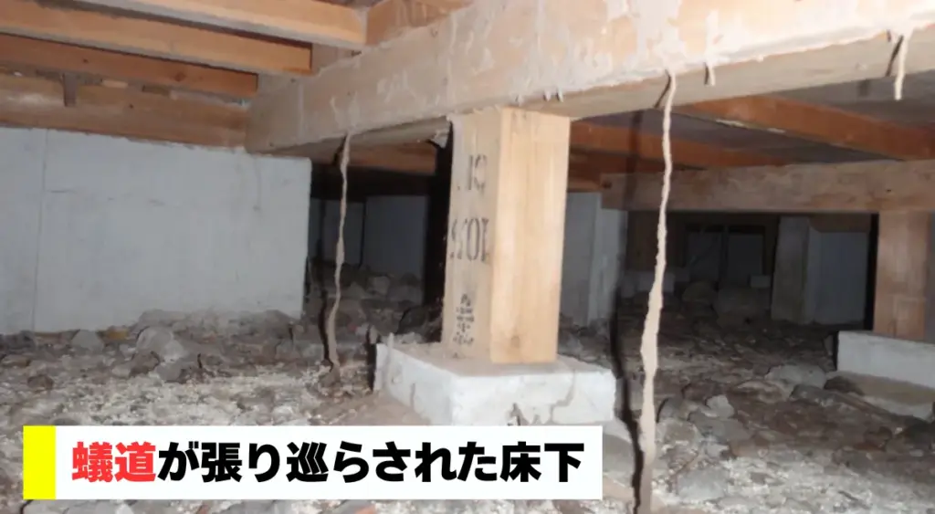 蟻道が張り巡らされ、羽アリの死骸が散乱する床下