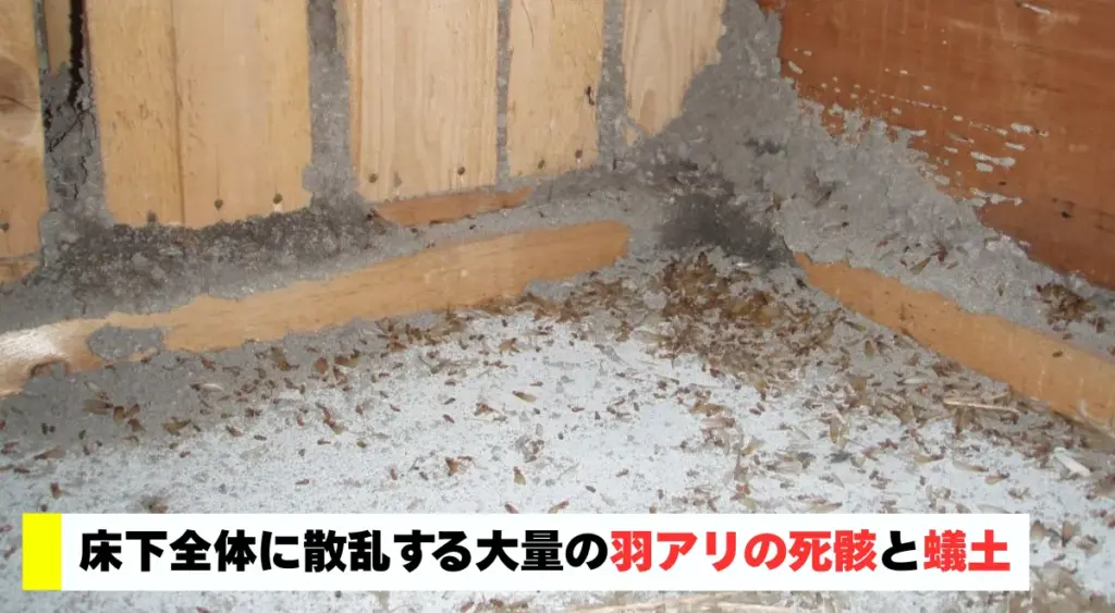 床下全体に散乱する大量の羽アリの死骸と蟻土