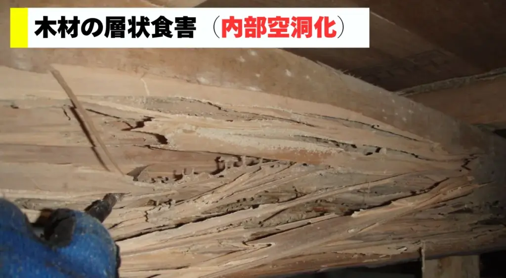 木材の食層被害、内部空洞化（シロアリ）
