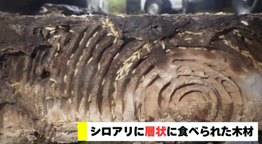 シロアリに層状に食べられた木材