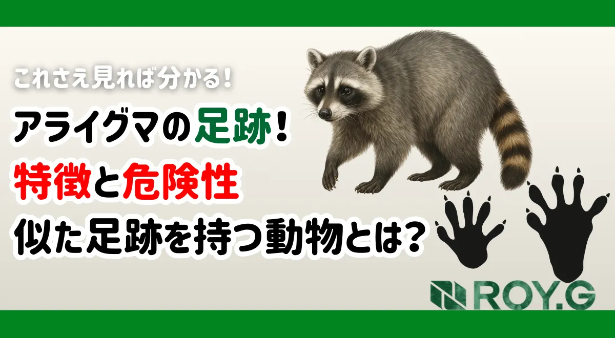 アライグマ　サムネイル