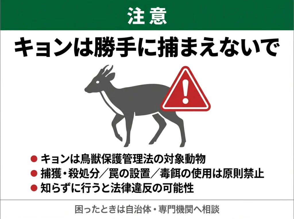 キョンは勝手に捕まえていいの？