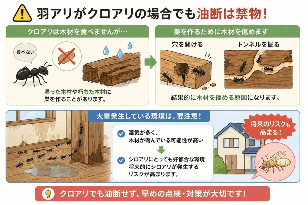 クロアリの場合も油断は禁物
