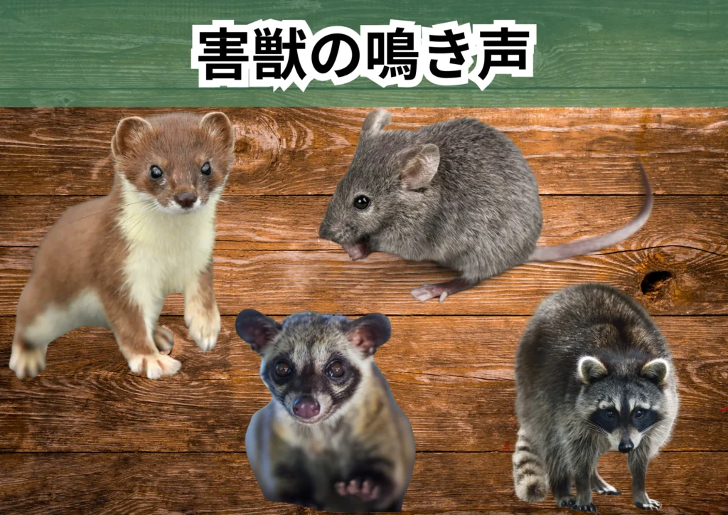 害獣鳴き声