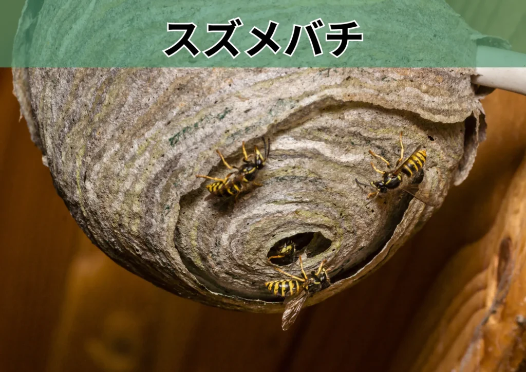 スズメバチ