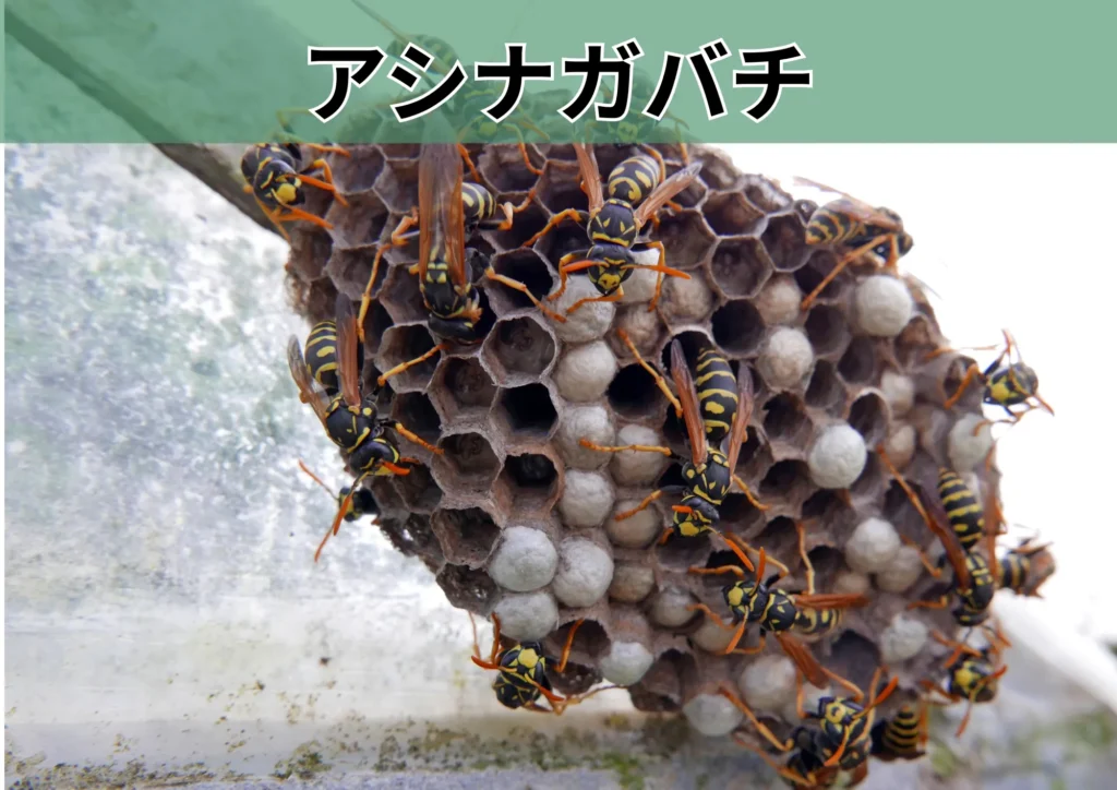 アシナガバチ