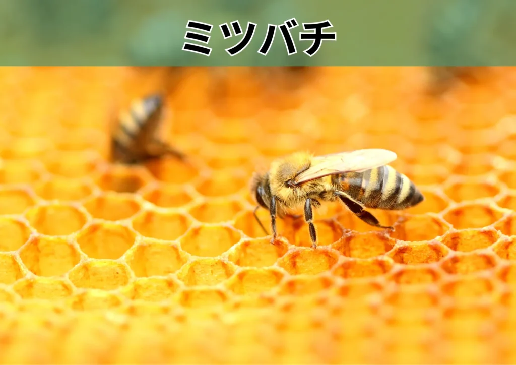 ミツバチ