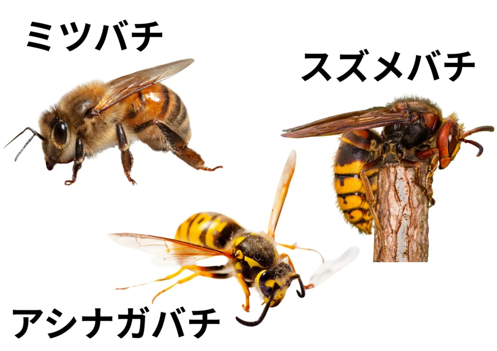 蜂３種