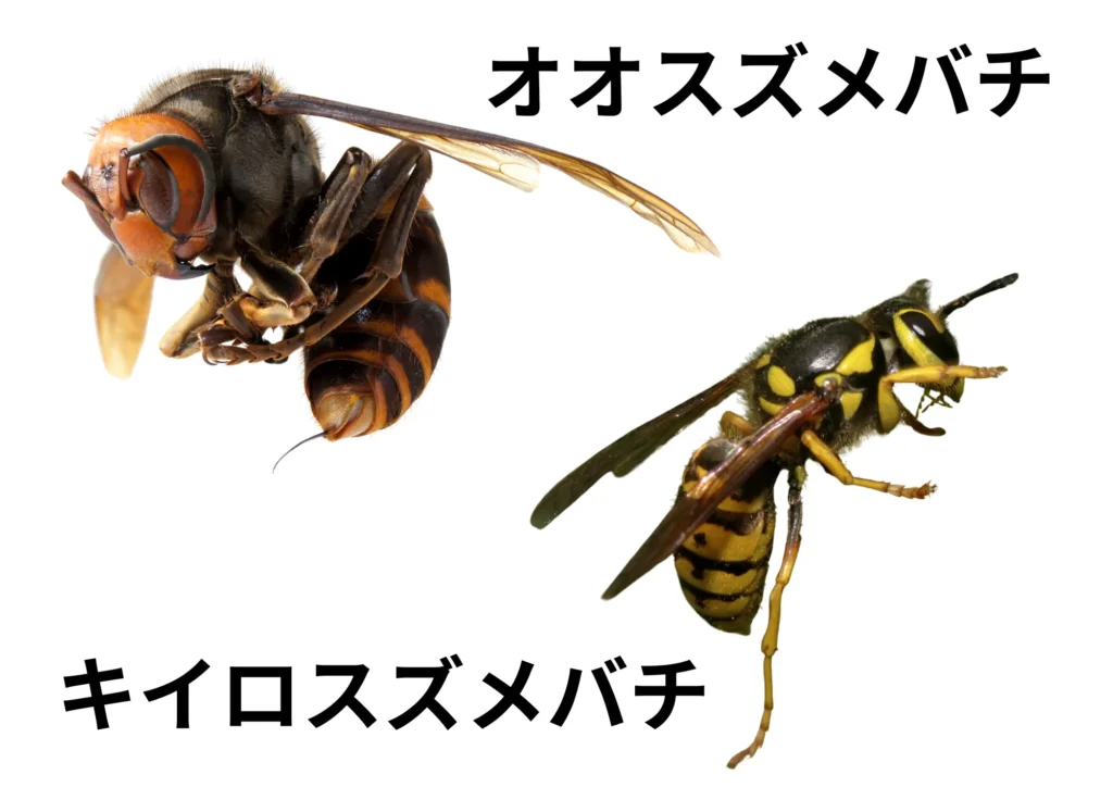 スズメバチの種類