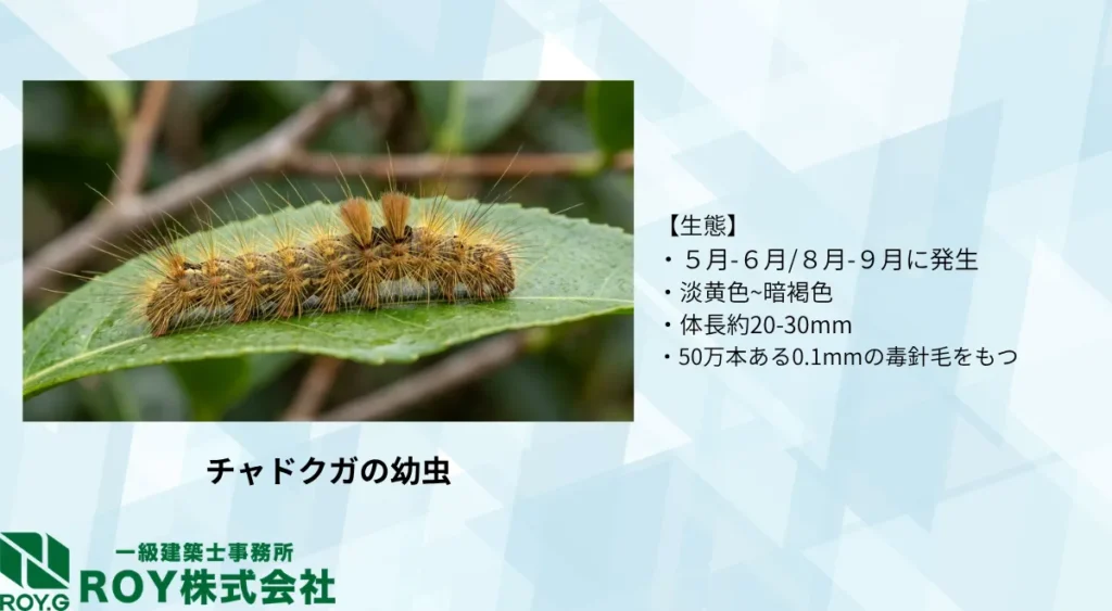 毛虫の種類/チャドクガ